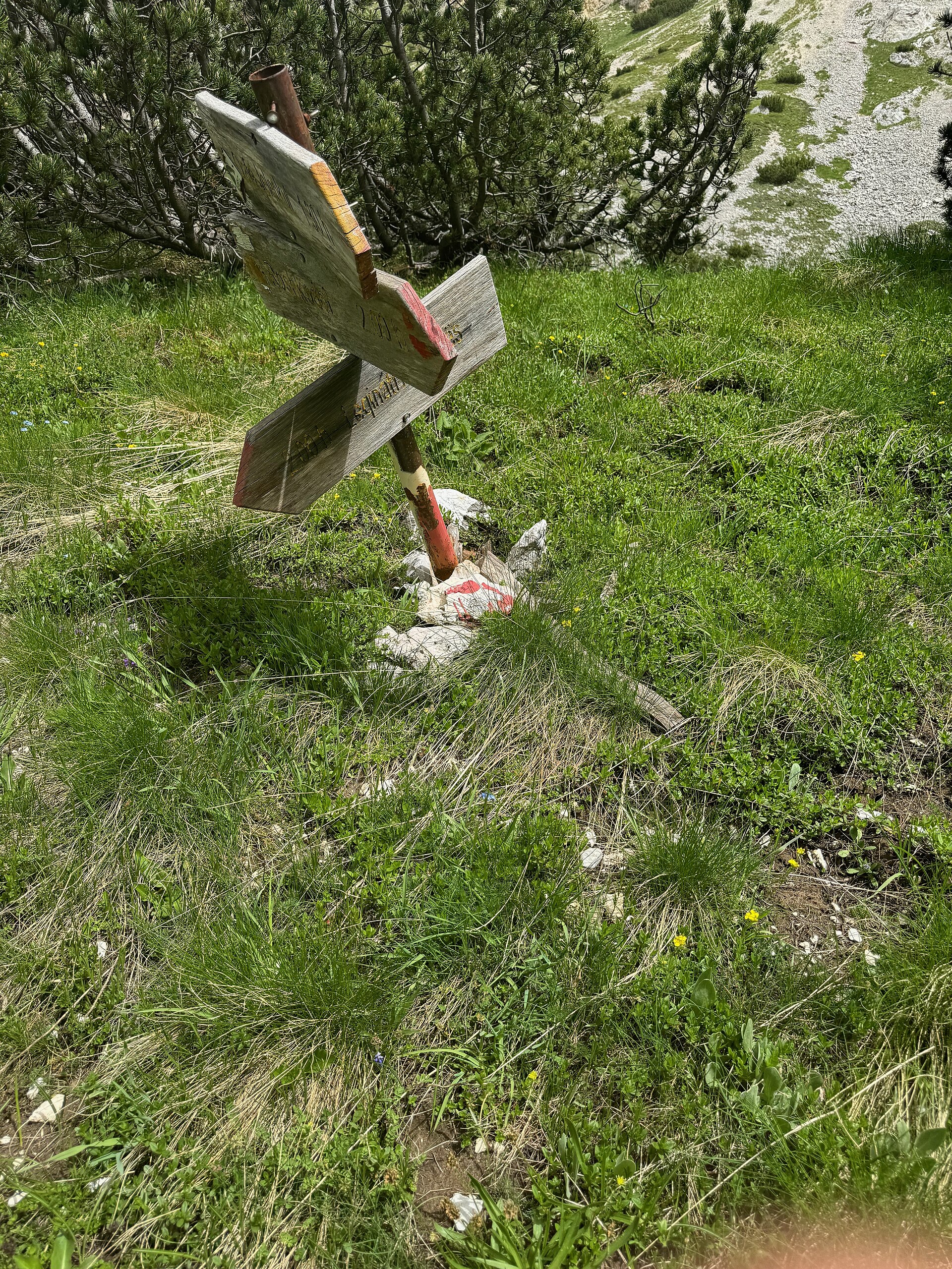 En vägvisare av trä står i en djup, grönskande urskog där marken och trädstammarna är täckta av tjock mossa.