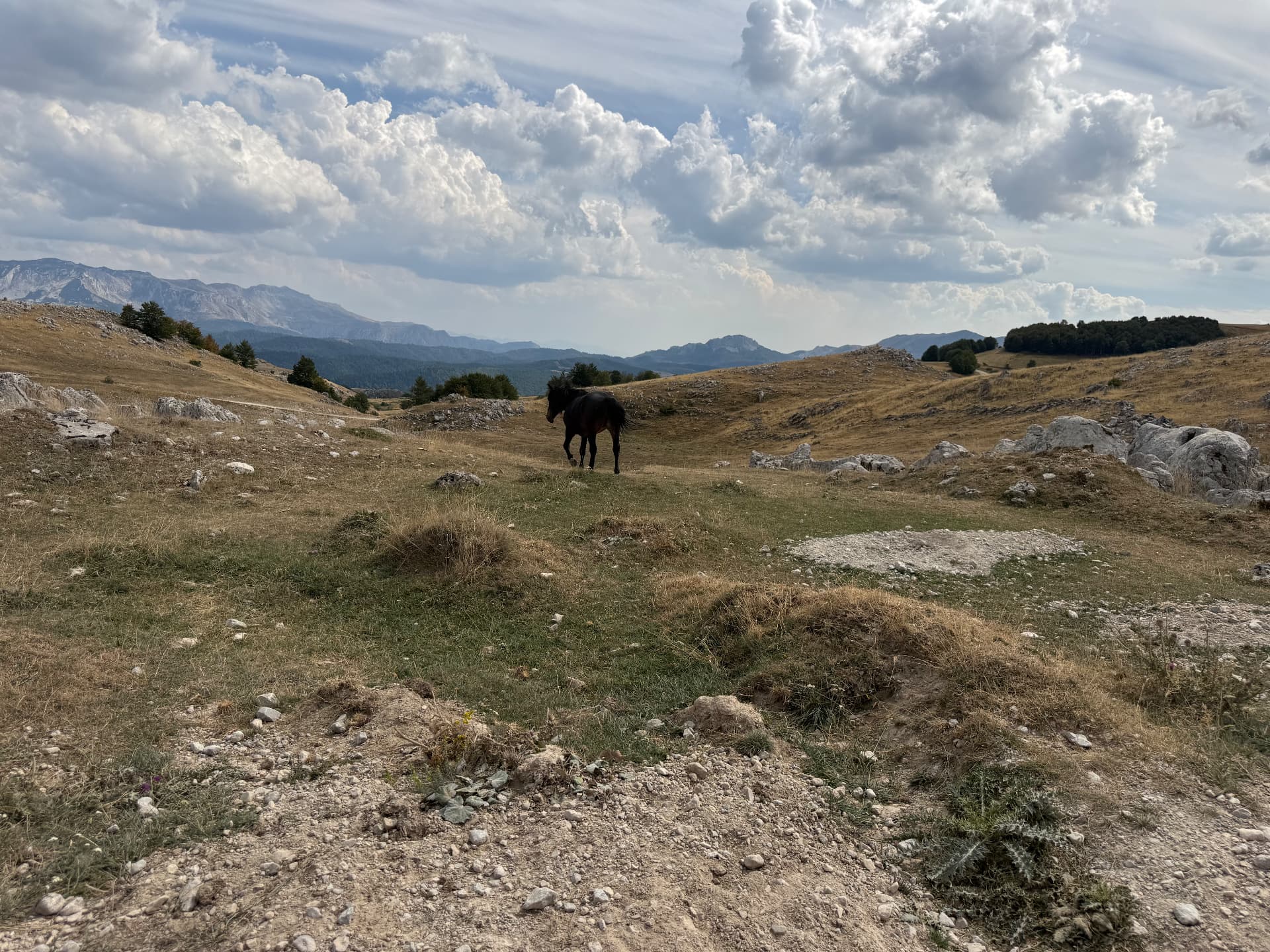 En häst i det öppna bergslandskapet på Bjelašnica.