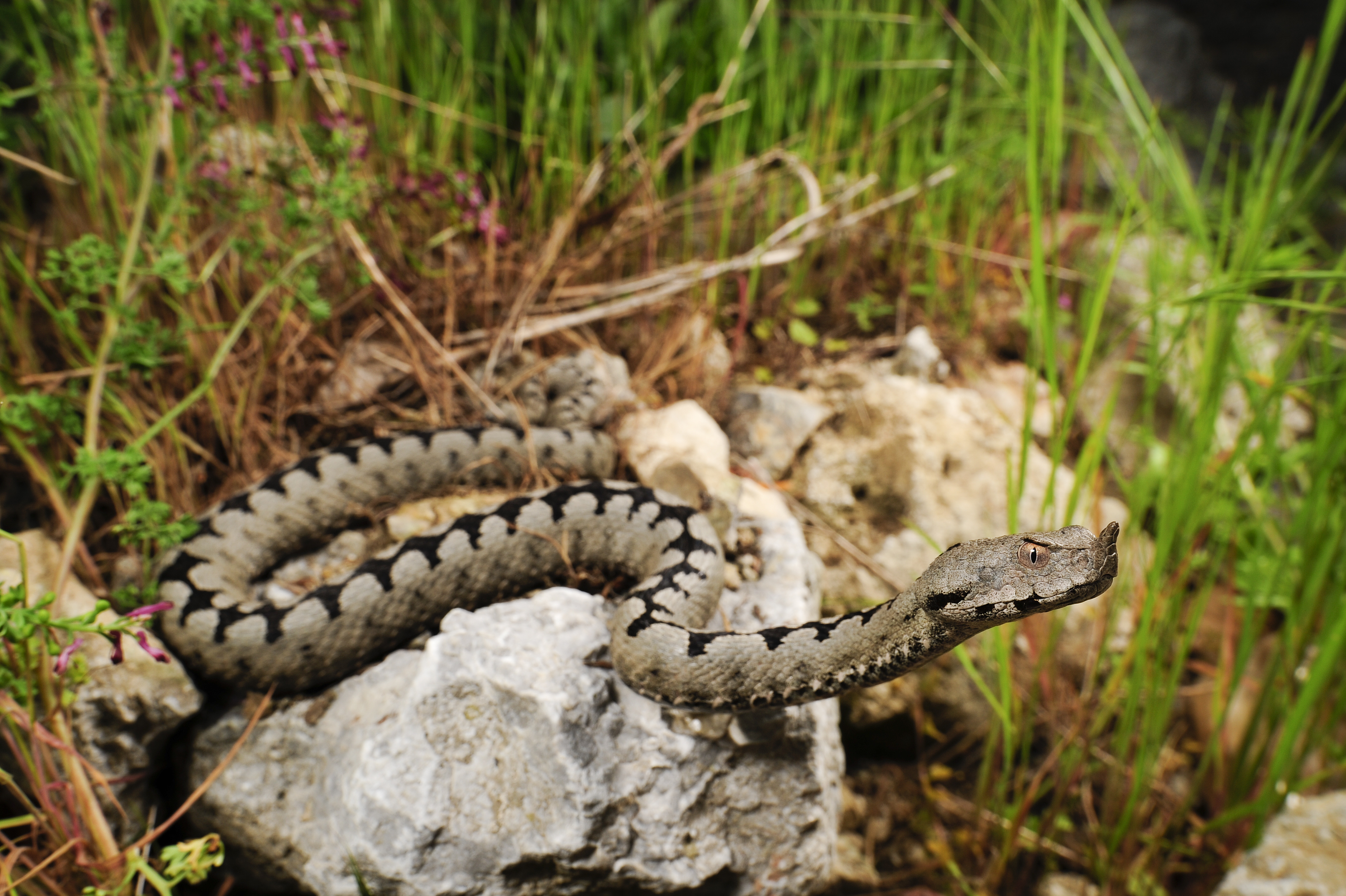 En hornhuggorm, Vipera ammodytes, fotograferad i Kroatien.