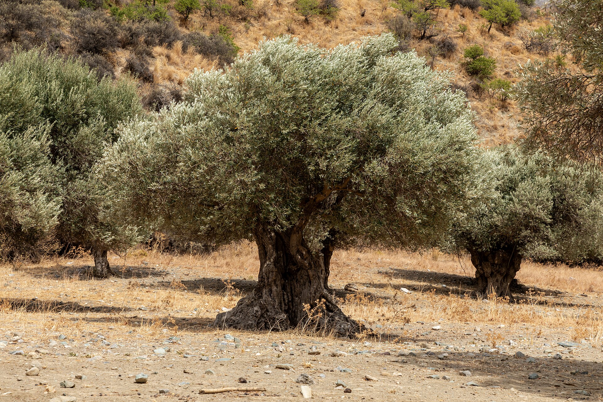 Gamla olivträd i en olivlund vid Asomatos på Kreta
